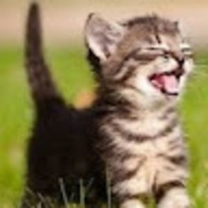 Meet your Posher, Joni